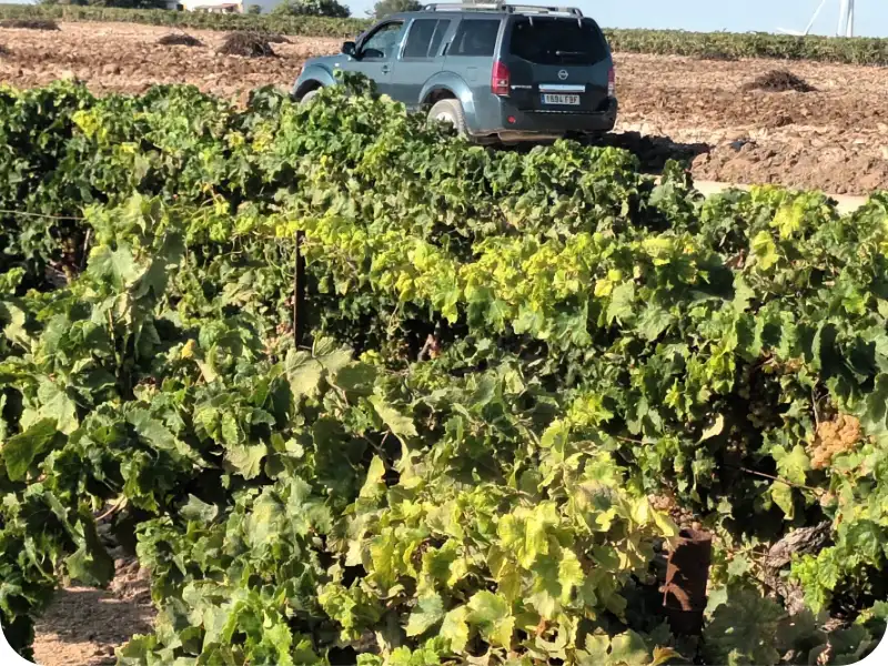 Vigneti della campagna di Jerez Jerez attraversati da un fuoristrada
