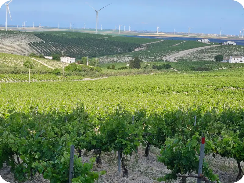 Paesaggio dei vigneti di Jerez con filari e pale eoliche